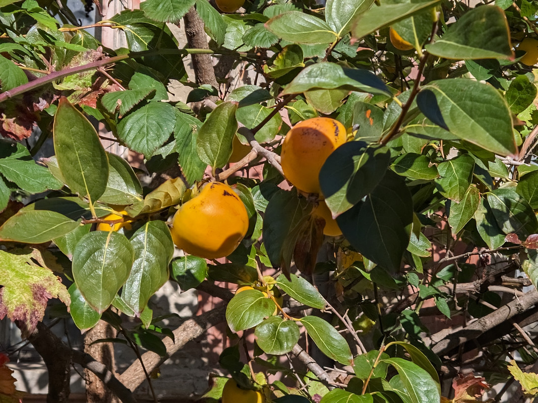 javav52md 20251028 132138236