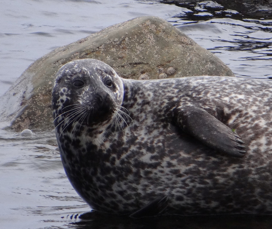 GREY SEAL 6 150225