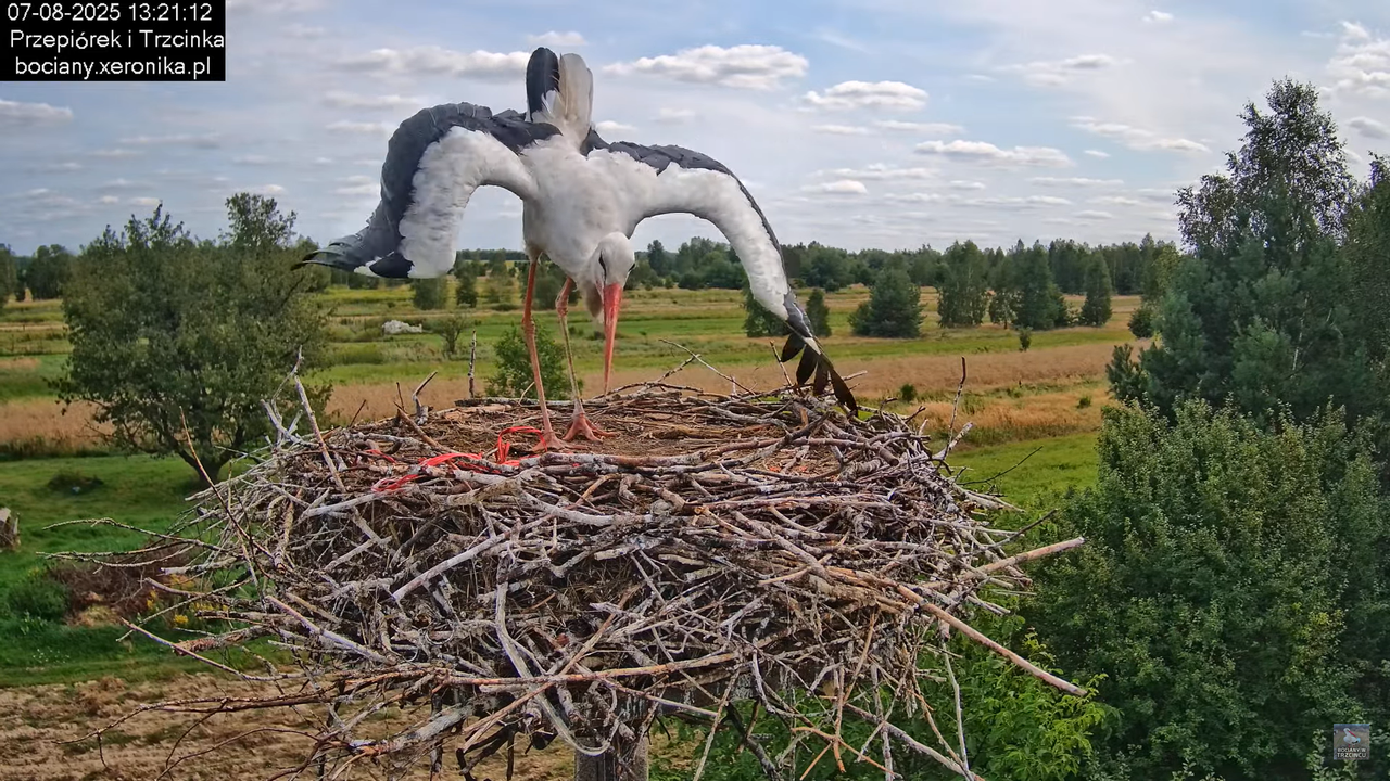 07082025bociany17