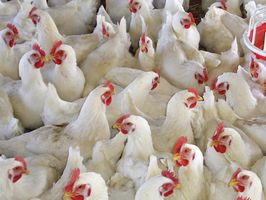 Украину критикуют за увеличение экспорта куриного мяса в ЕС