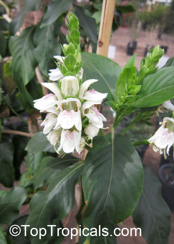 IMG_0062Justicia_adhatoda_TA