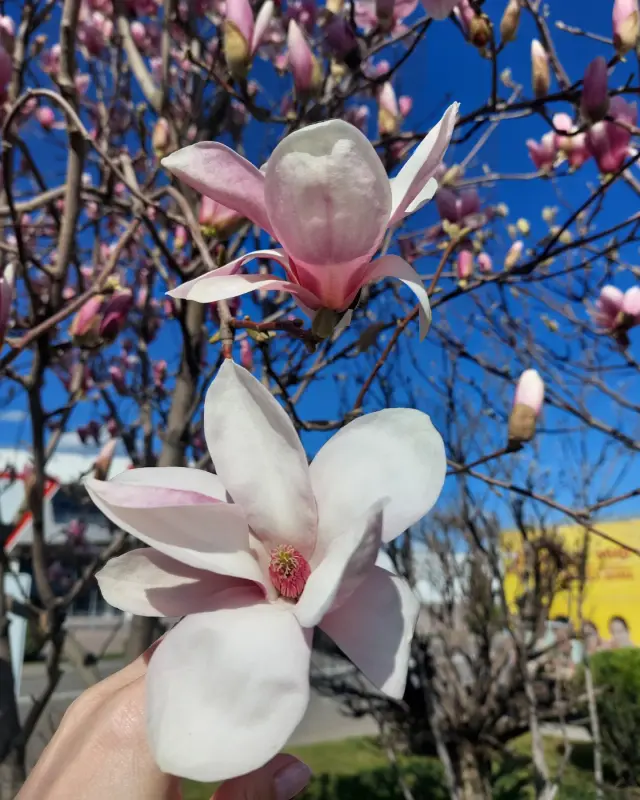 IMG_20240325_174113_783