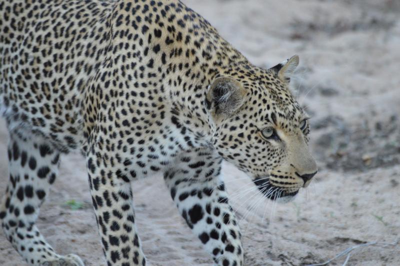 DÍA 11:  KRUGER (Lower Sabie)- SABI SAND (Elephant Plains Game Lodge) - Sudáfrica y Seychelles 2018 -  Una Honeymoon llena de vida (27)