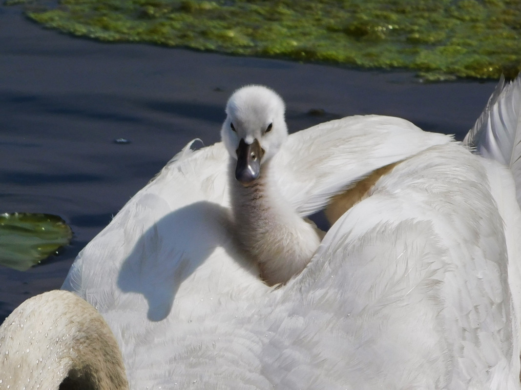 swan boat'd