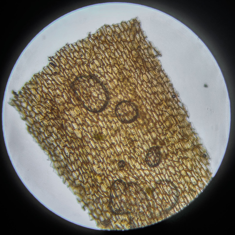 IMG 20250614 124700 HDR