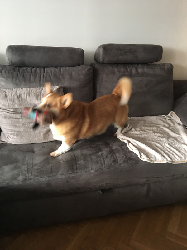 [Image: 931-FCD09-3-DAF-4270-972-D-3-FC3-C38-E0-E14.jpg]