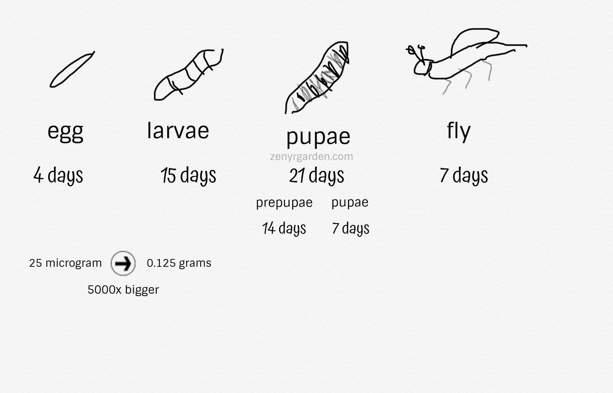 life-cycle-black-soldier-fly-drawing.jpg