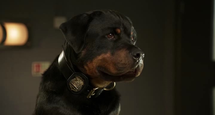 Show.Dogs.Entriamo.In.Scena.2018.iTALiAN.MD.BRRip.XviD-DDLV.avi_