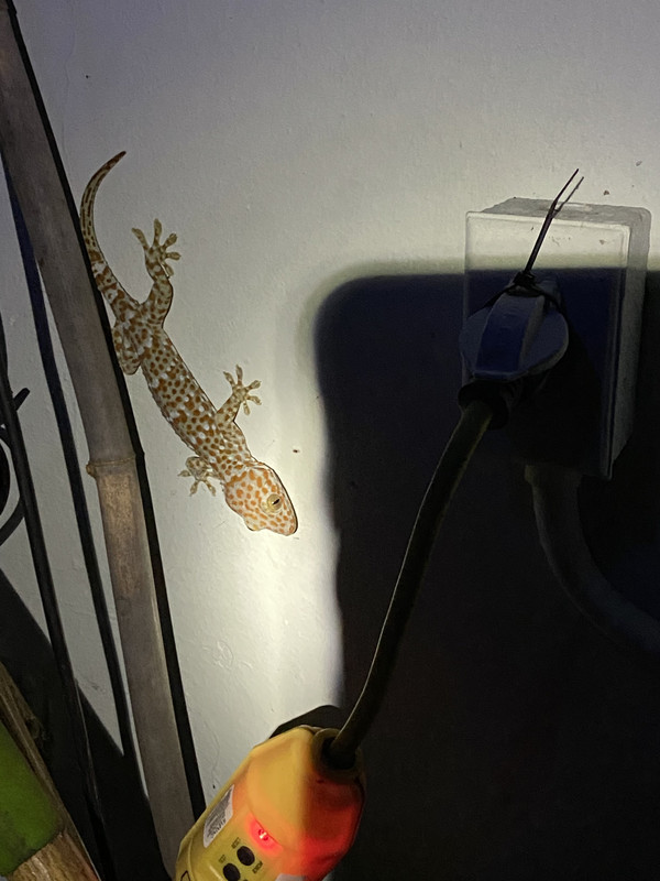 Tokay112020