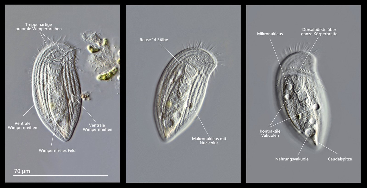 Pseudochilodonopsis 11 piscatoris Beschriftung (Foiss I-73) DIK 50 Komp 3 Ebenen Potzenberg