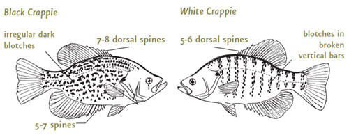 crappiediagram