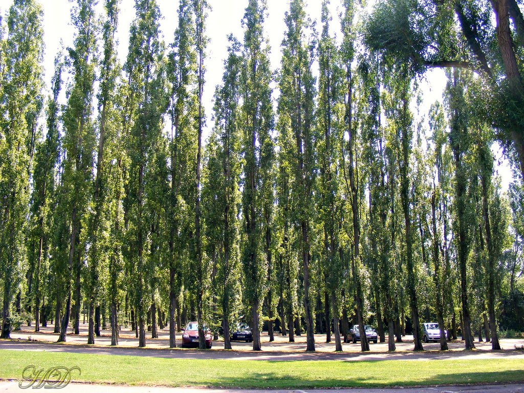 Park-tree-parking-HD.jpg