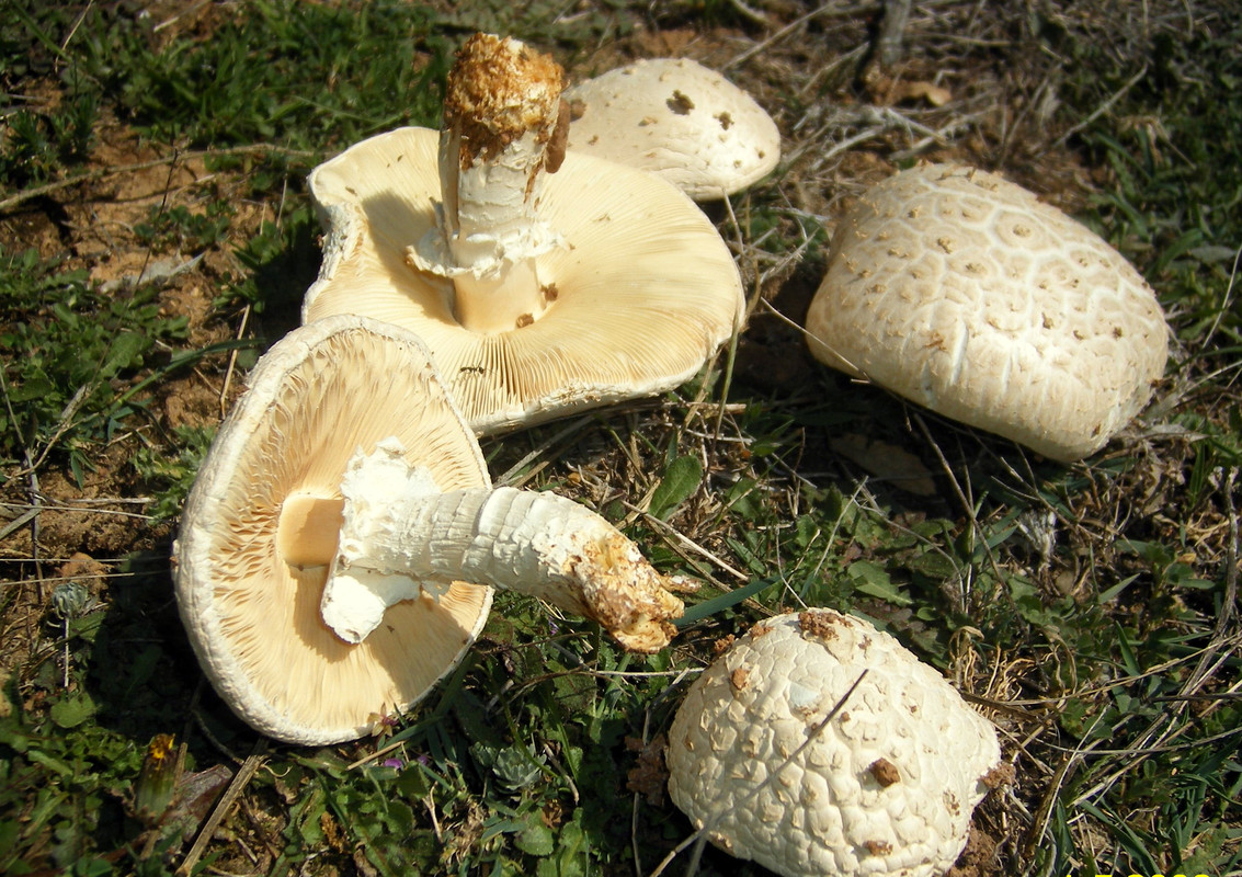 AMANITA VITADINI...foro(Estado Adulto)