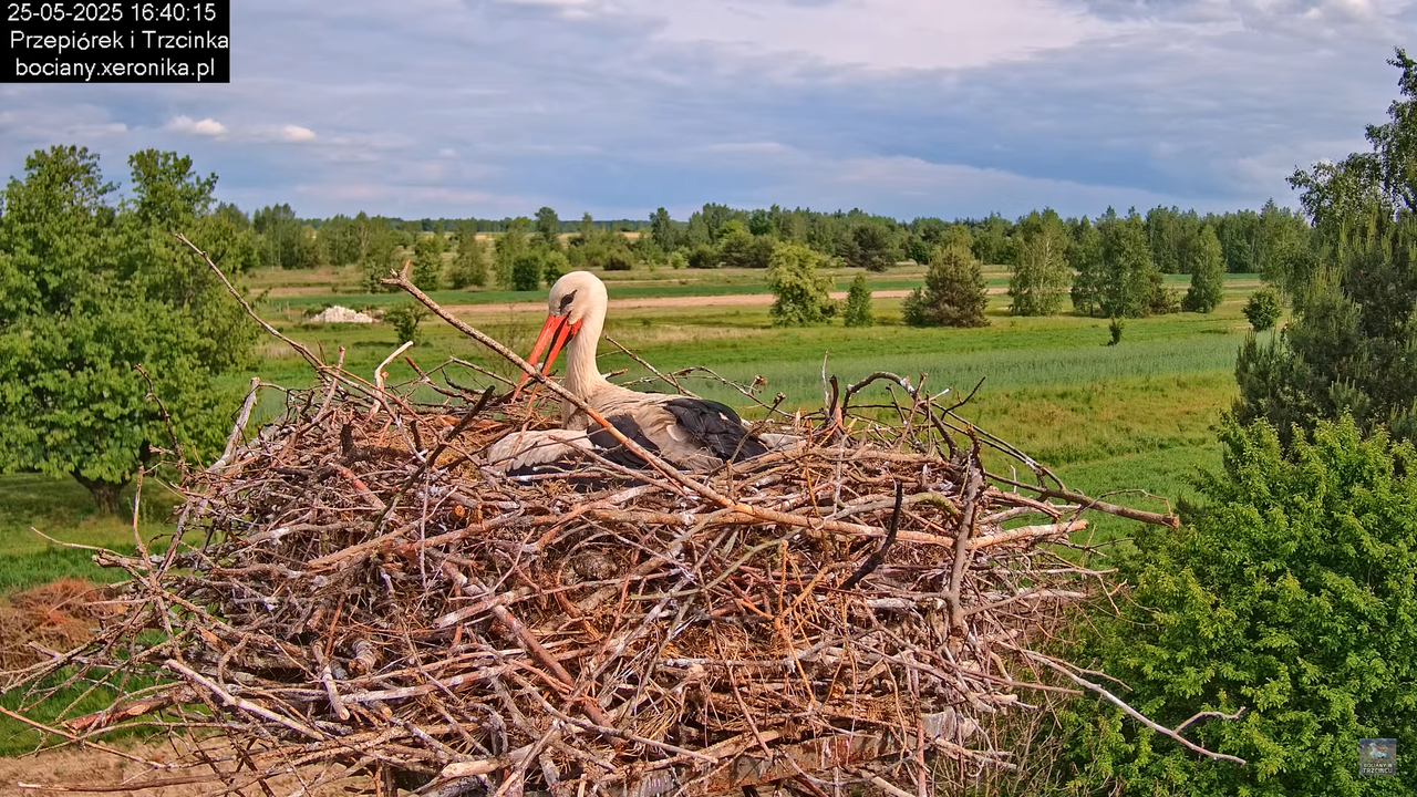 25052025bociany29