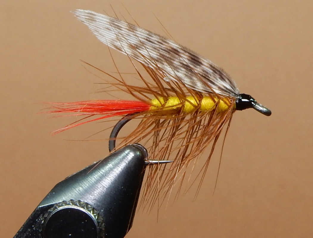 Grasshopper-1080.jpg