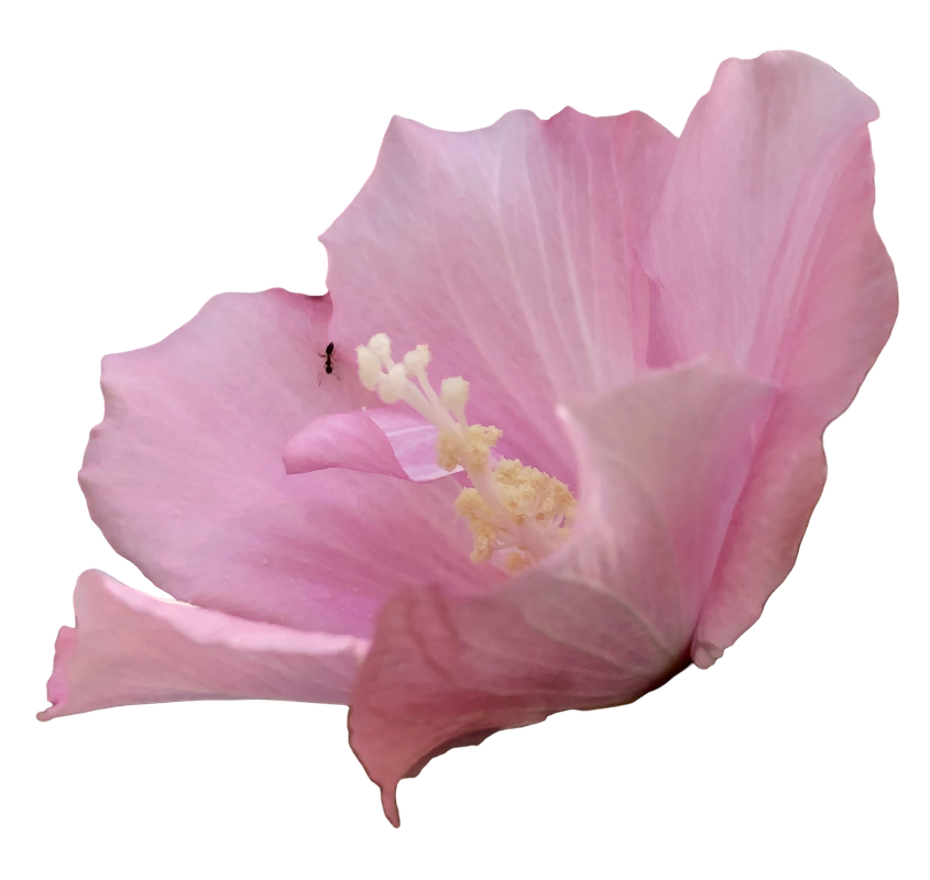 Pink Flower 3