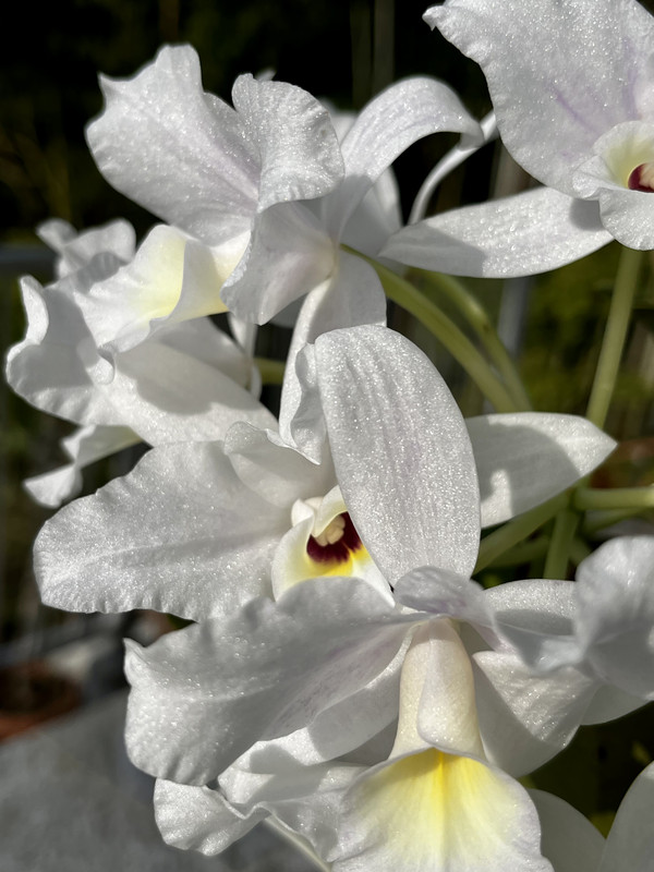 F51C700C-1B79-4BC9-BA53-C36158E65796