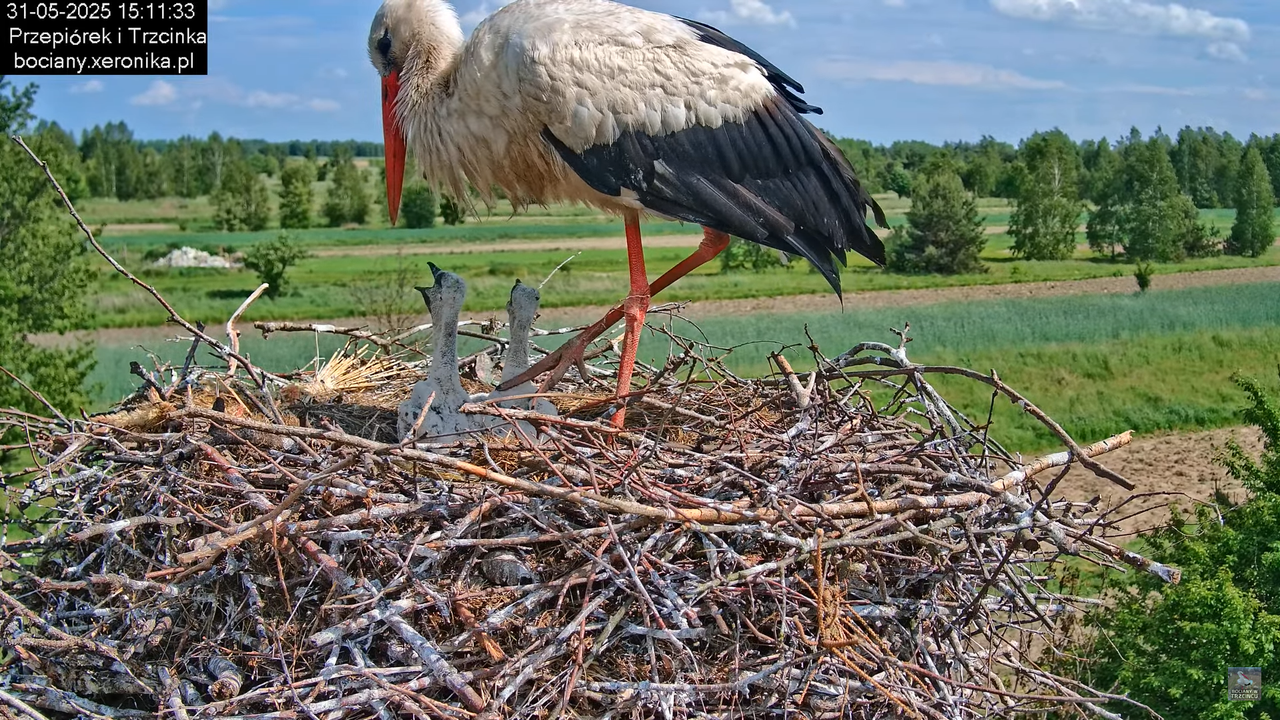 31052025bociany15