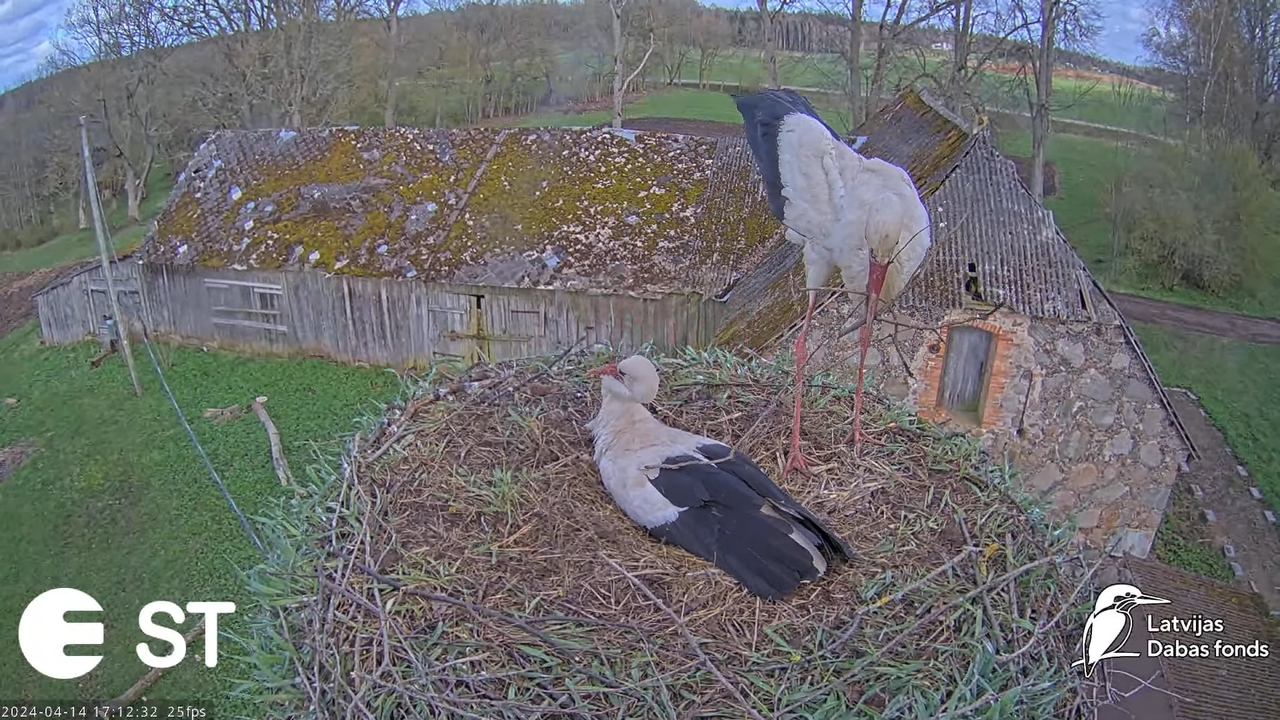 Baltie stārķi (Ciconia ciconia) Tukuma novadā - LDF tiešraide __ White storks in Tukums, Latvia 12-1