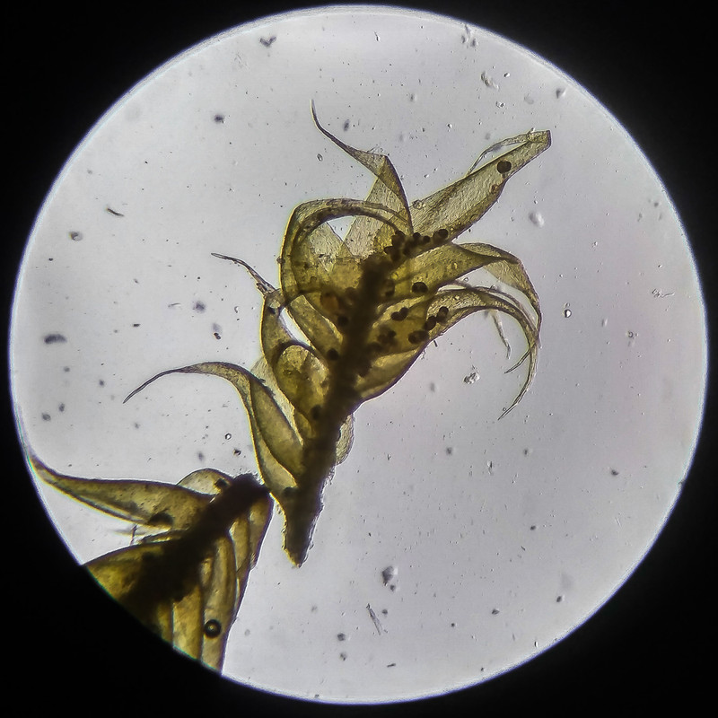 IMG 20250614 203519 HDR