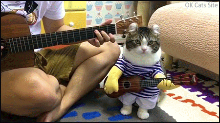 Funny-Cat-GIF-Amazing-cat-wearing-I-play-guitar-costume-like-his-human-Purrfect-little-band-ok.gif