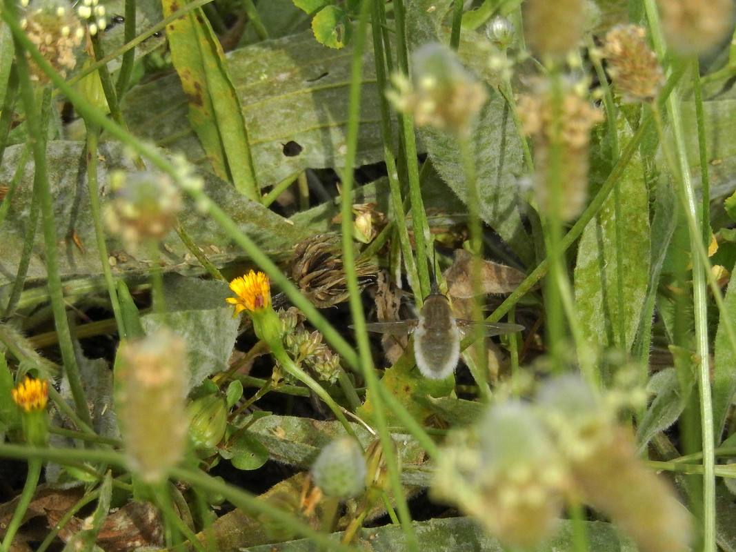 Seixal - Siderurgia (08-05-2020) (4)