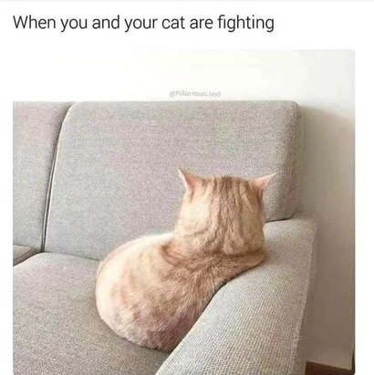 Cat-You-after-fight