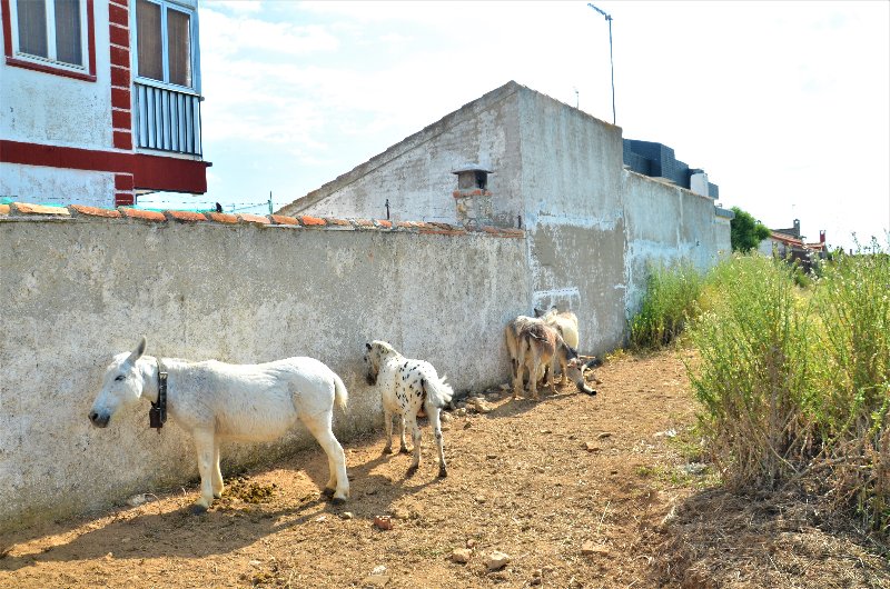 MADRID Y SUS PUEBLOS-2000/2022 - Blogs of Spain - SANTORCAZ-25-5-2020 (38)