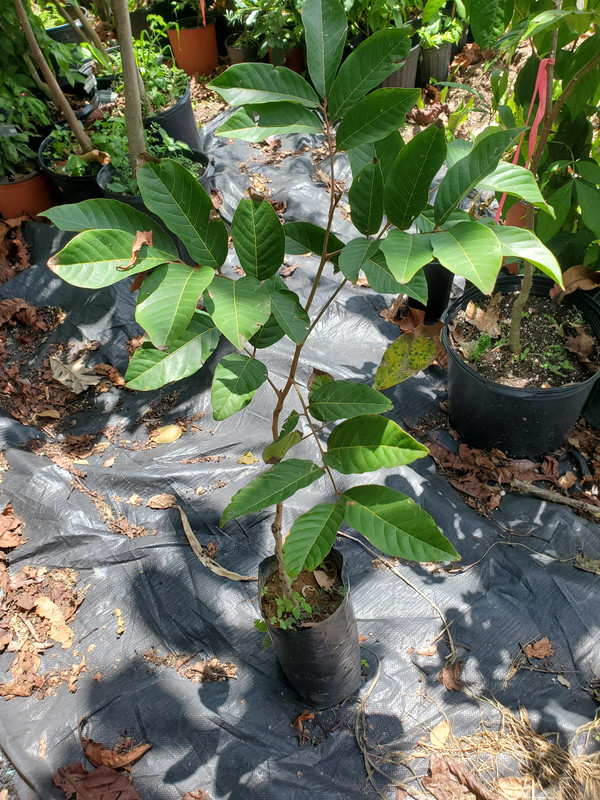 16187662953951930346776753211118