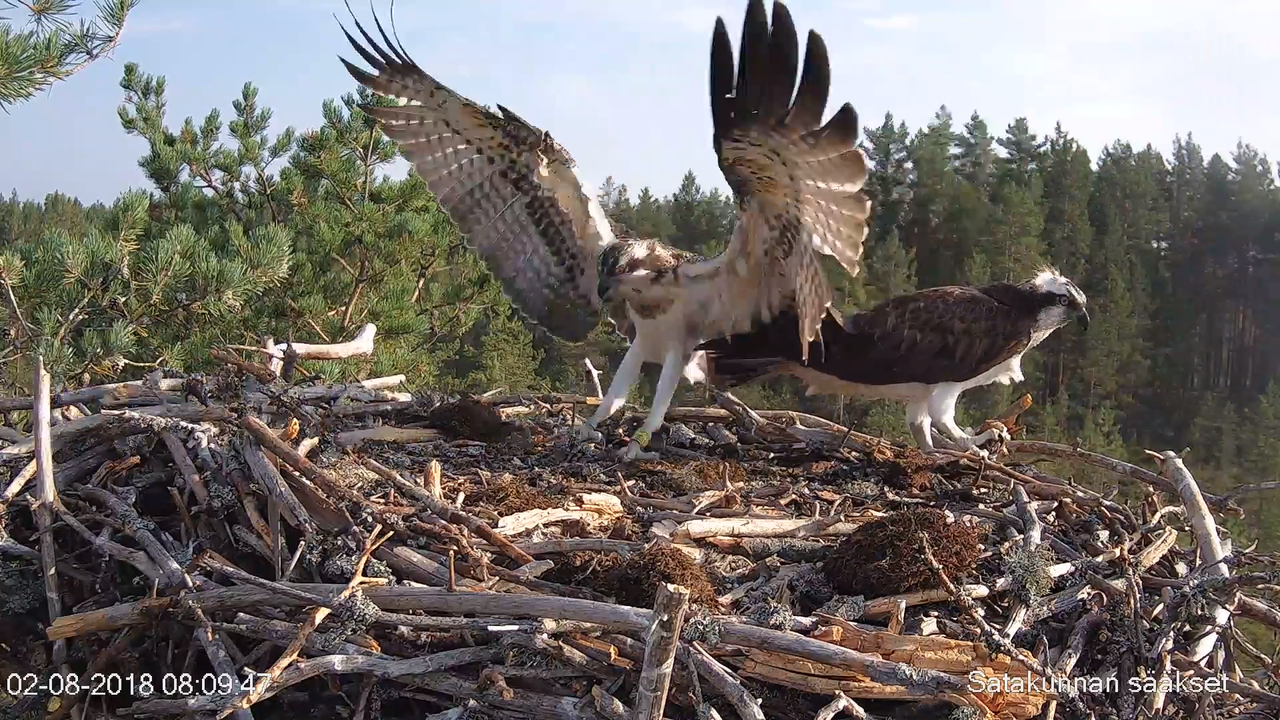 Satakunnan sääkset (Osprey Cam in Finland) - #sääksilive 3-4-22 