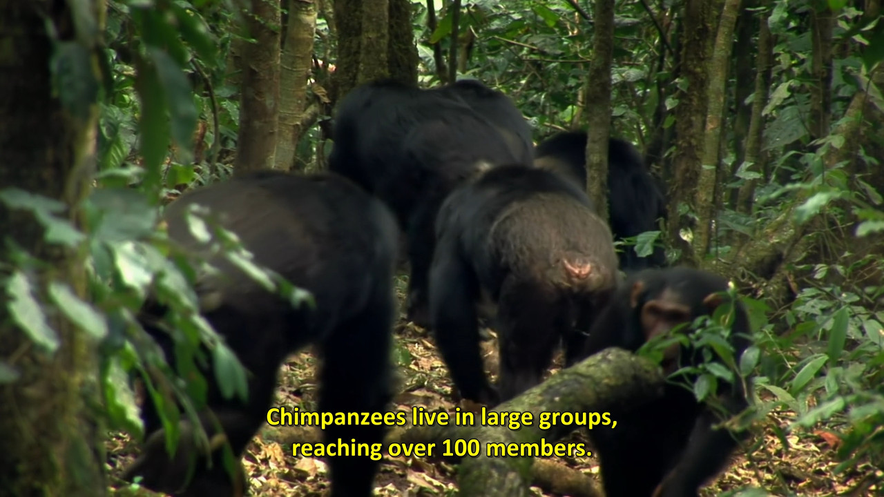 Africa's Hidden Wonders  S01E01 Disney  1080p WEB DDP x264-NM21vi.mkv_snapshot_06.37.316