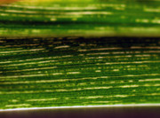 Rabdovirus maíz Maurino IPAVE INTA para enfermedades de maíz