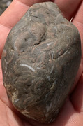 Caliza con fósiles de conchas IMG-6509