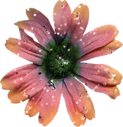Blossom-Elements-21