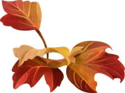 Pumpkinfairykitpudnplants