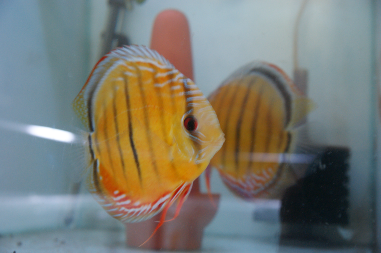 4 x 8cm F1 Curumucuri Discus for sale, bred from WILD PARENTS eBay