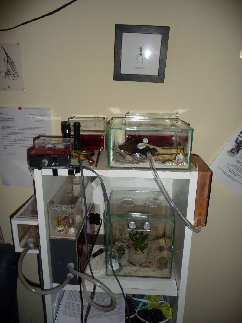 0610-Ant-Shelf.jpg