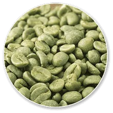 Chlorogenic Acids (CGA)