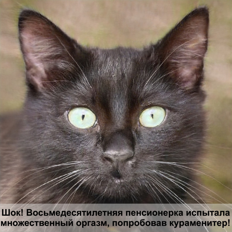 кошку рвет водой