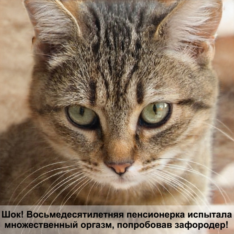 британская кошка прямоухая окрасы