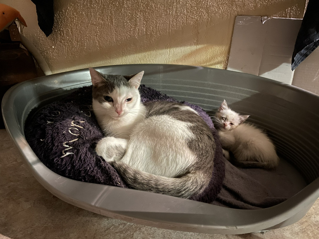 IMG-54a24547f5f15317cbb346bca54774f5-V