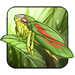 Rhododendron-Leafhopper.png