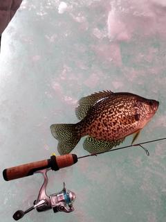 Crappie on ice - Copy