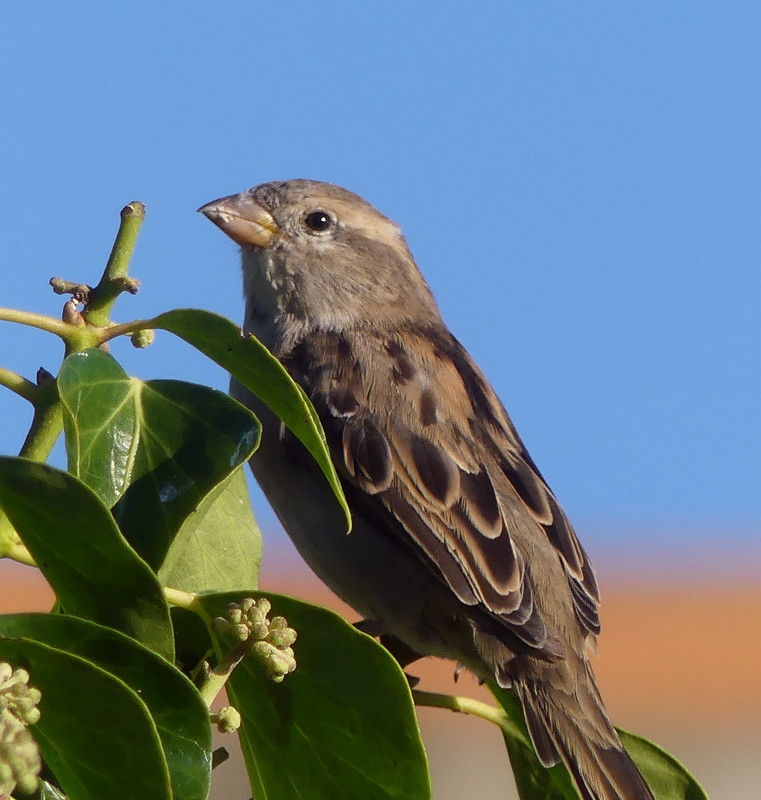 SPARROW 11 180924