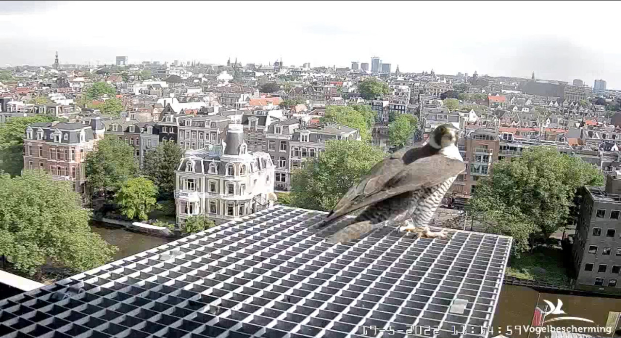 Amsterdam/Rijksmuseum screenshots © Beleef de Lente/Vogelbescherming Nederland - Pagina 3 Video-2022-05-19-111604-Moment