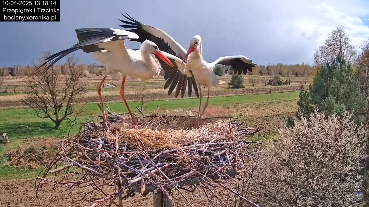 10042025bociany (42)