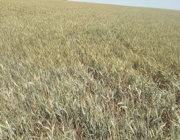 PANO-20220603-130025.jpg