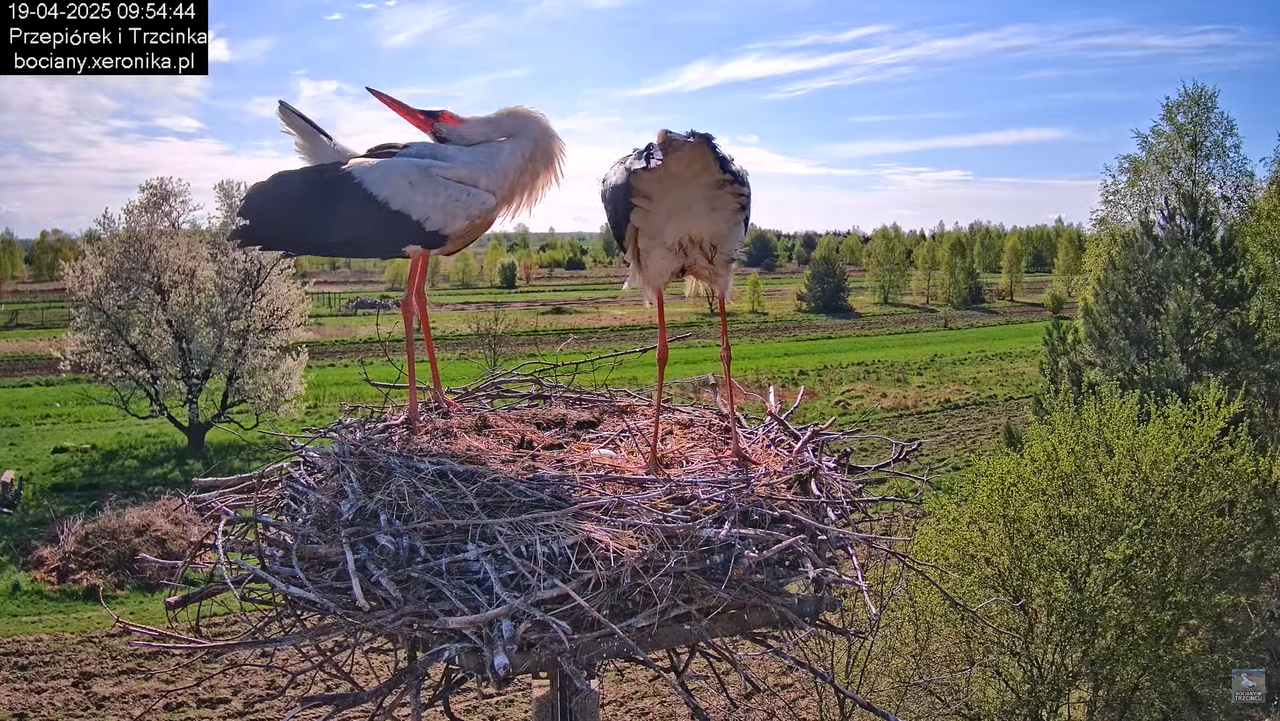 19042025bociany9