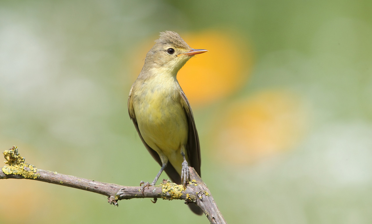 Spotvogel bij mijn eigen hutje, op de achtergrond een veldmengsel van bloemen.