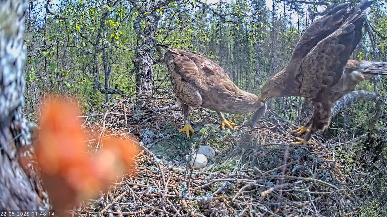Väike-konnakotkas __ Clanga pomarina __ Lesser Spotted Eagle 12-41-24 screenshot
